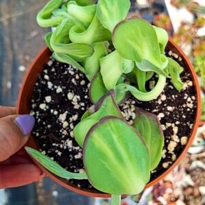 Kalanchoe Tetraphylla crestata Variegata korean