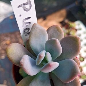 Pachyveria Laon korean