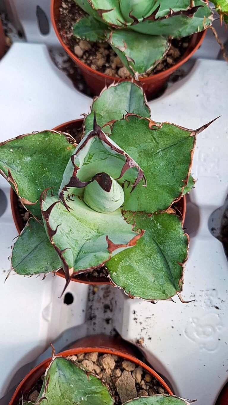 Agave Titanota black and blue