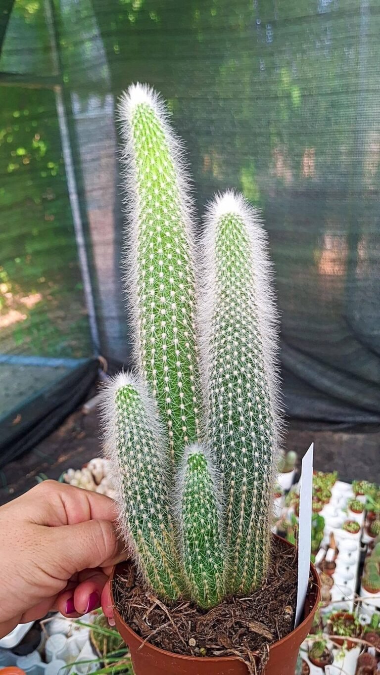 Cleistocactus Strausii