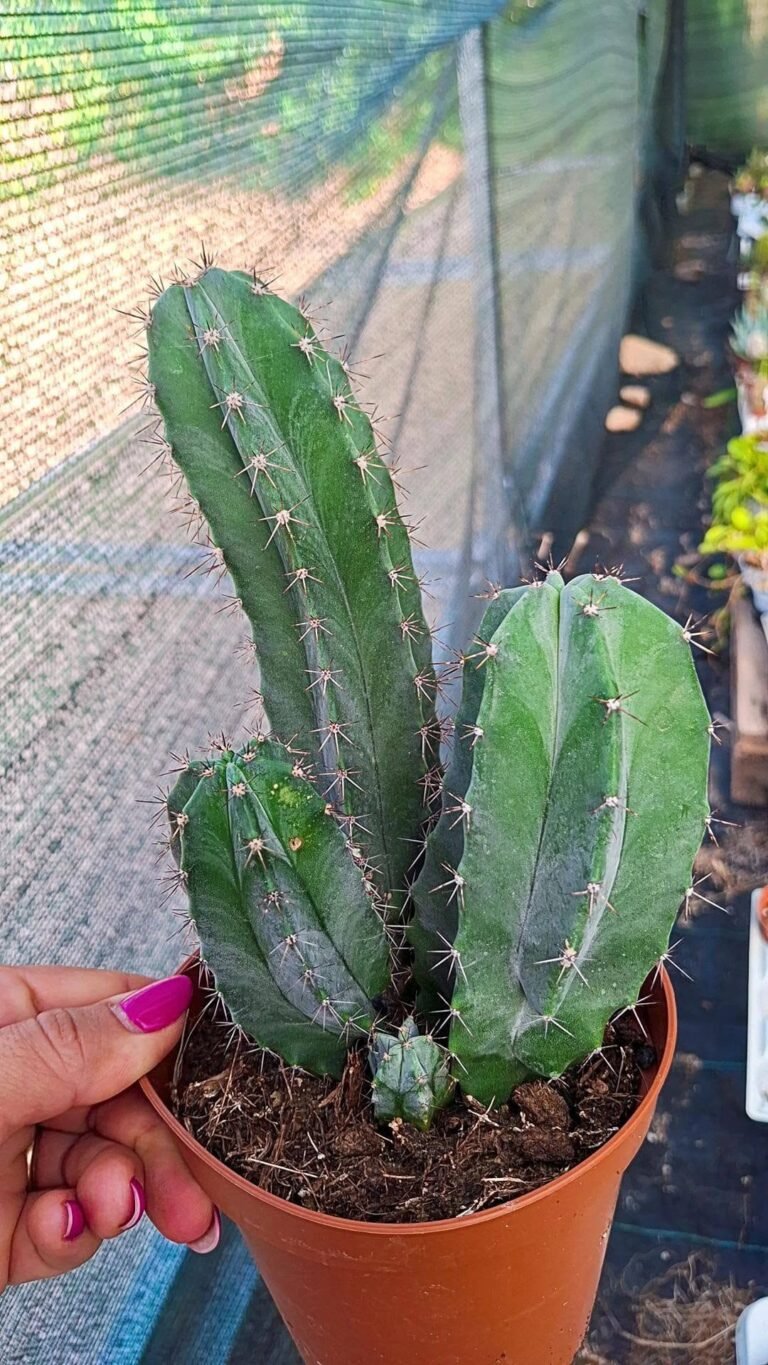 Stenocereus Pruinosus