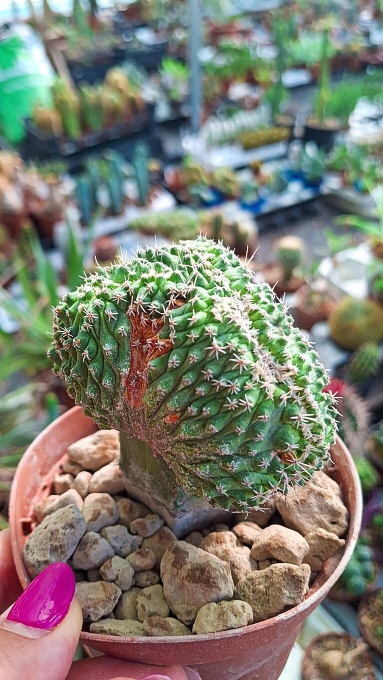 strombocactus disciformis f crestata