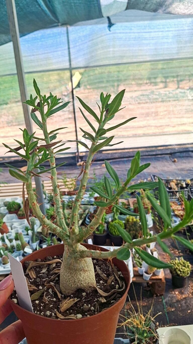 Pachypodium Bispinosum