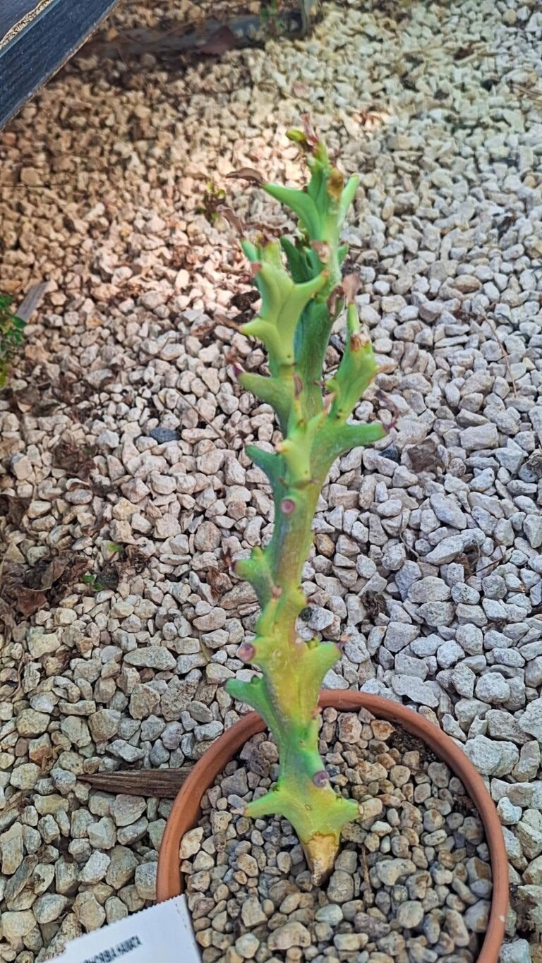 Euphorbia Hamata