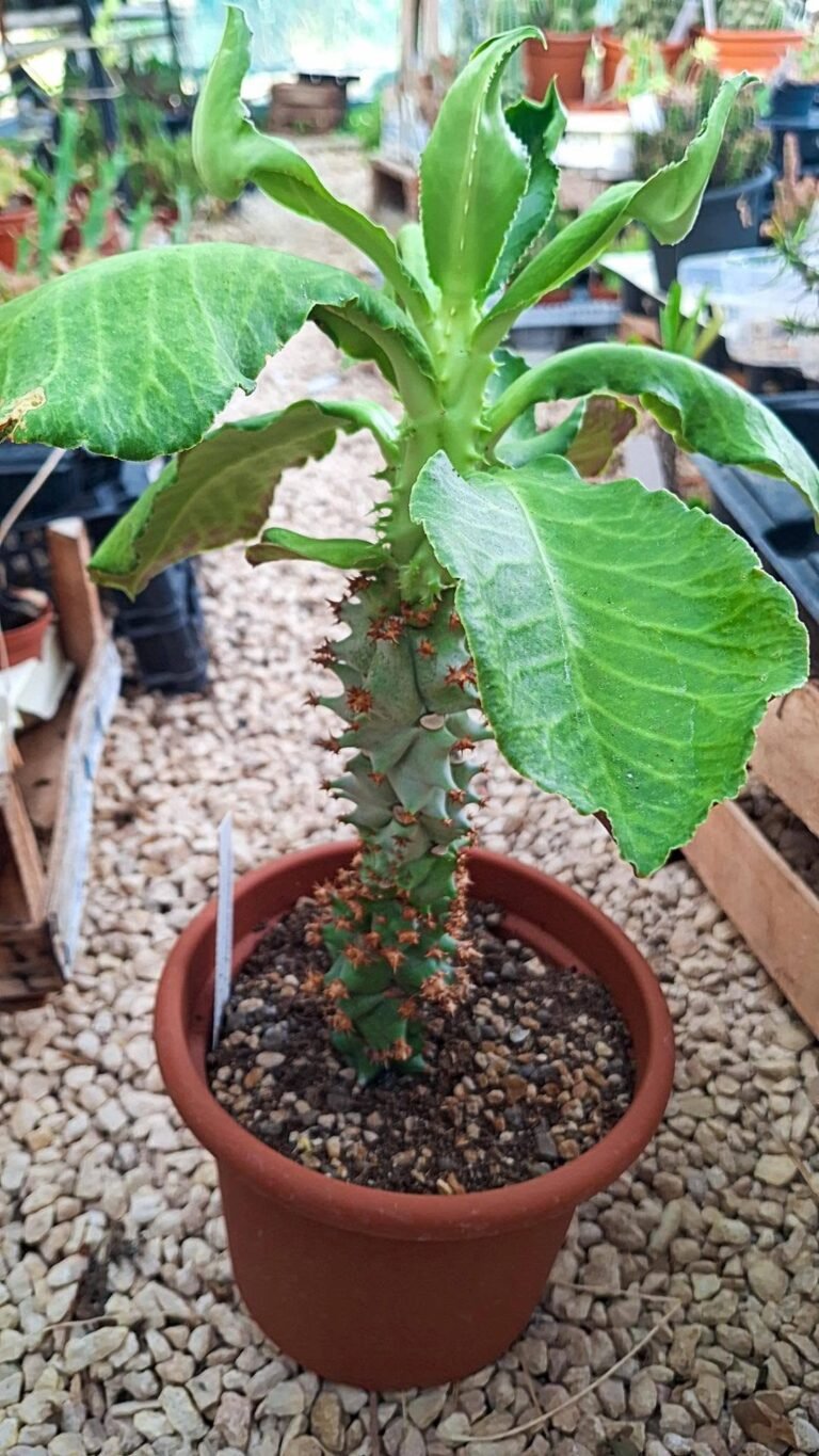 Monadenium Spectabile Big