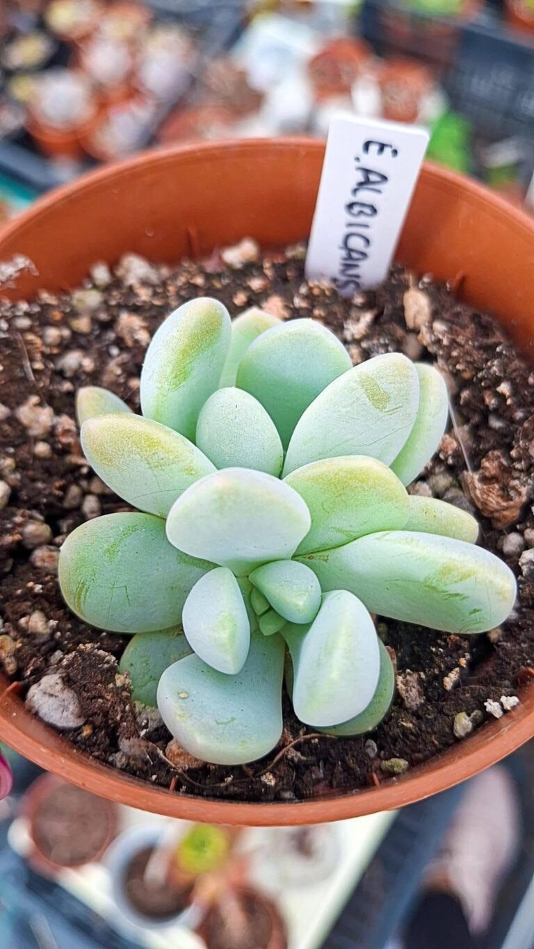 Echeveria x albicans
