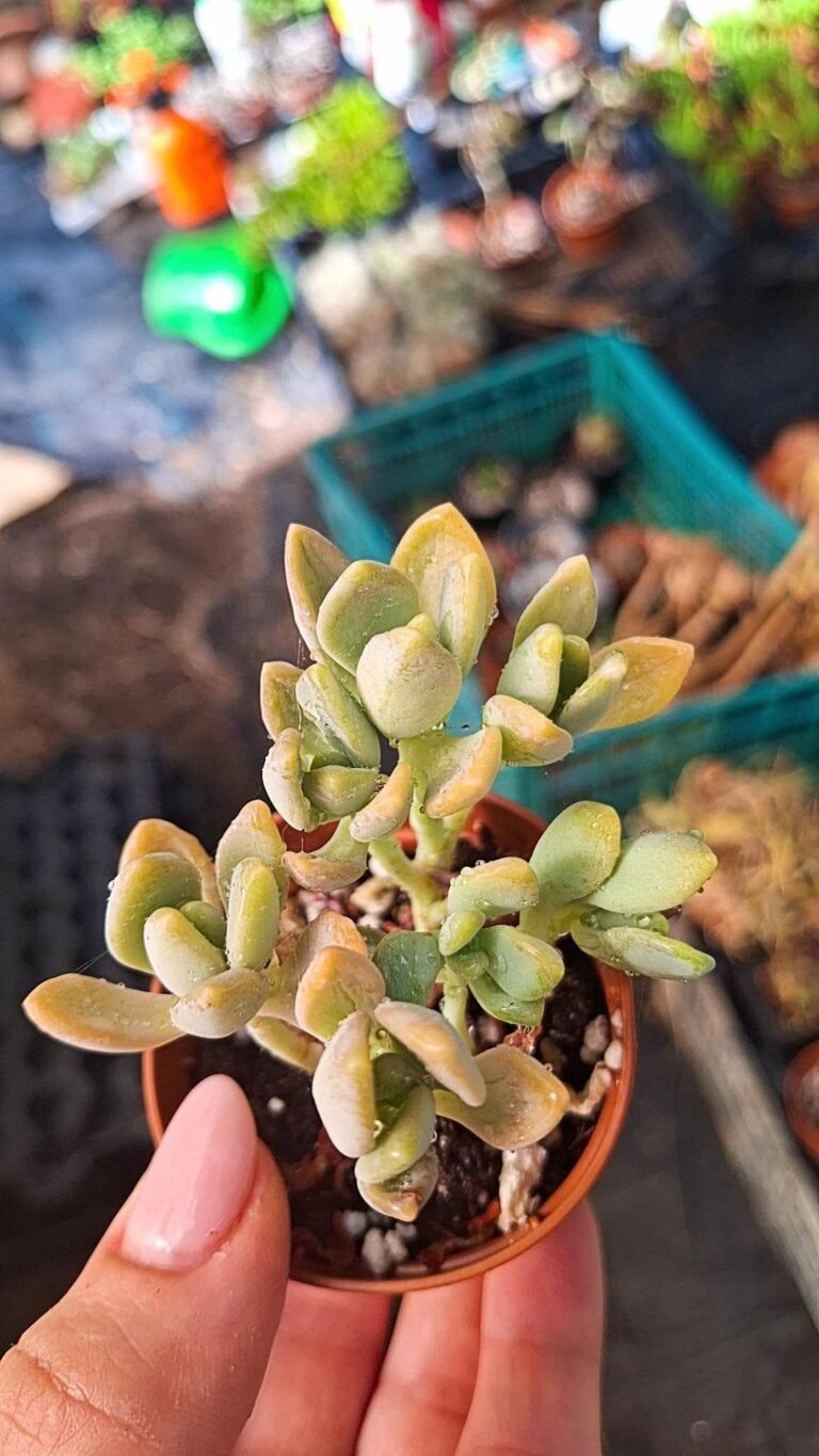 Graptophytum supreme Variegata