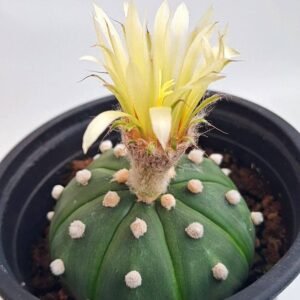 Astrophytum asterias nudum Hybrid x ooibo