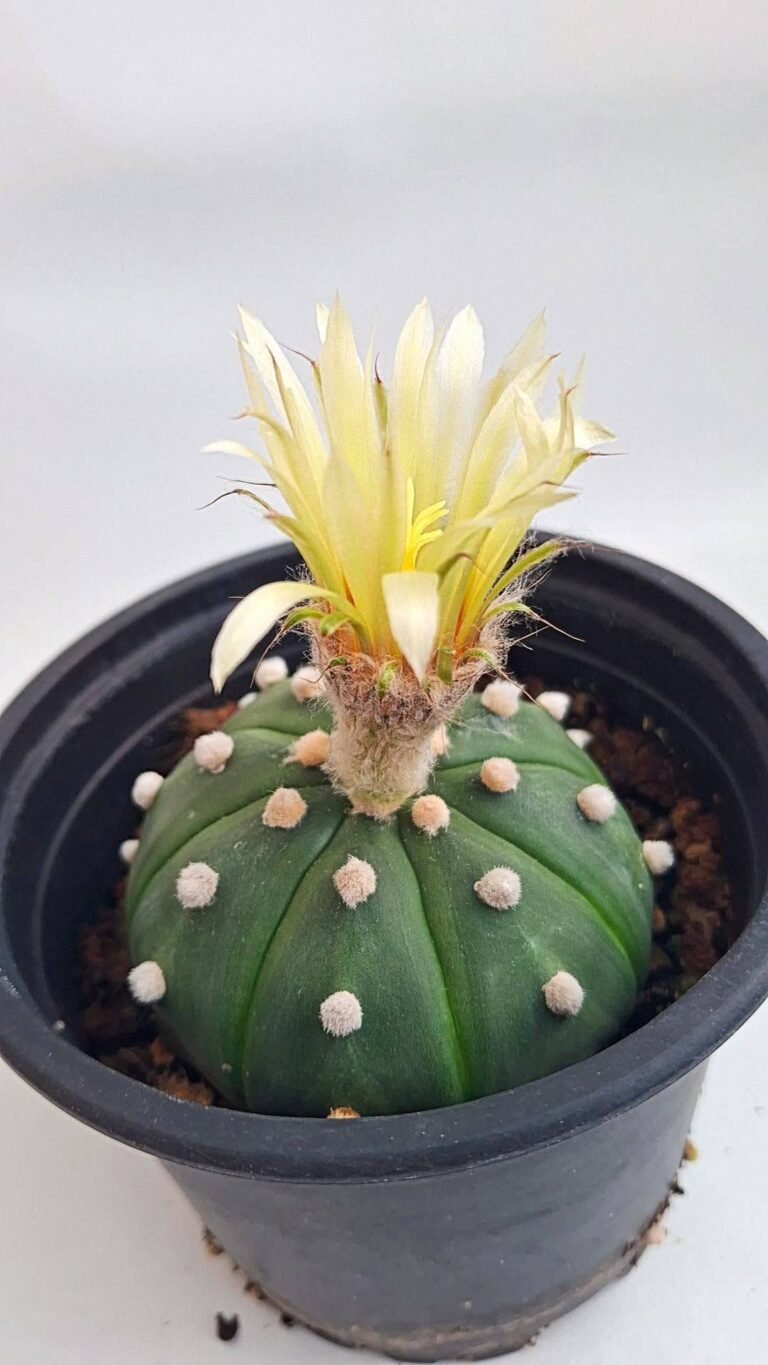 Astrophytum asterias nudum Hybrid x ooibo