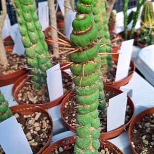 Eulychnia Castanea f. Varispiralis