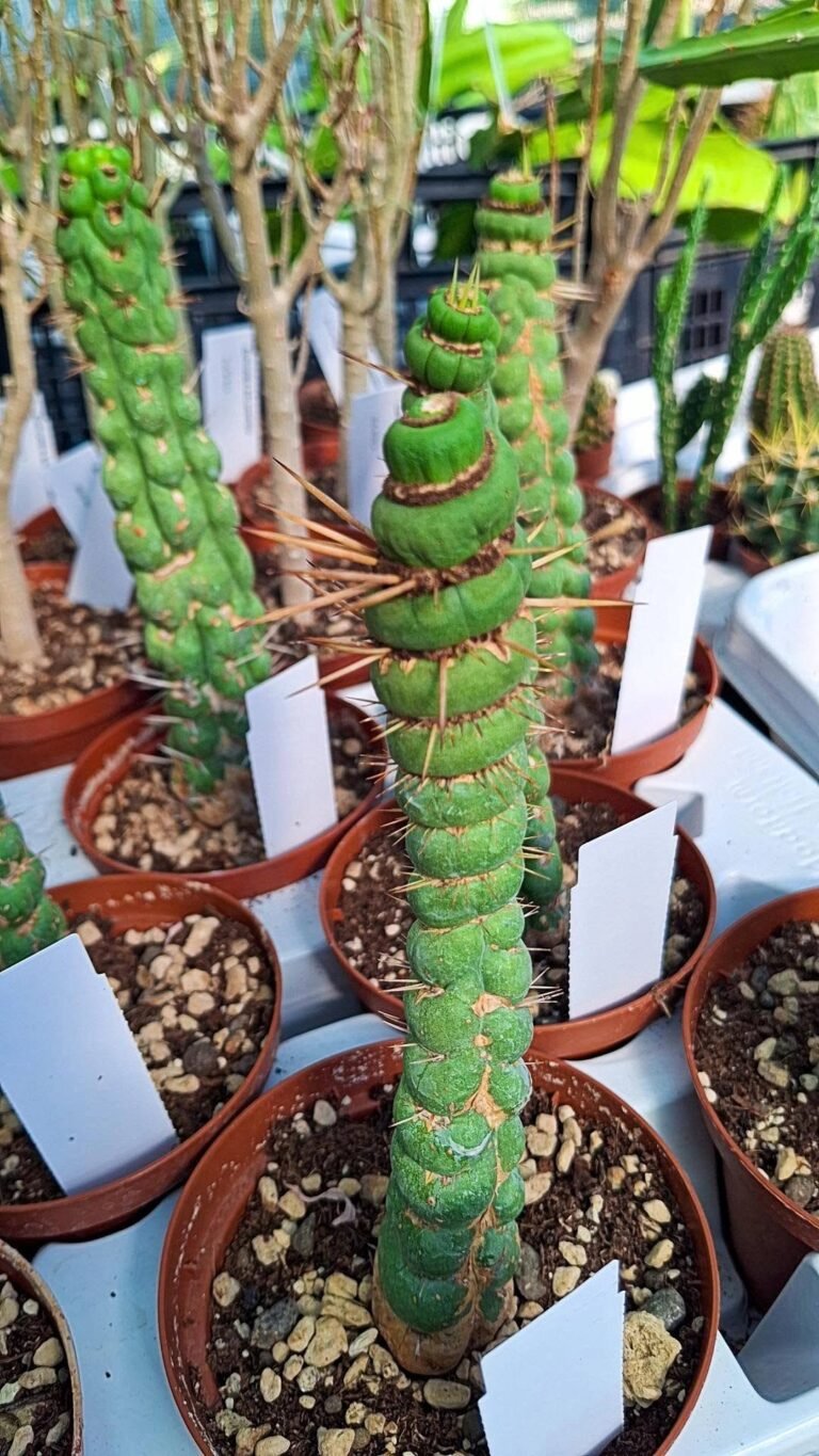 Eulychnia Castanea f. Varispiralis