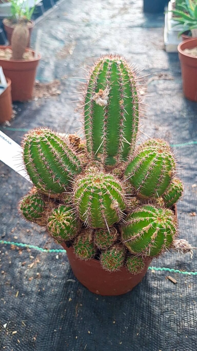Lobivia Coquimbana