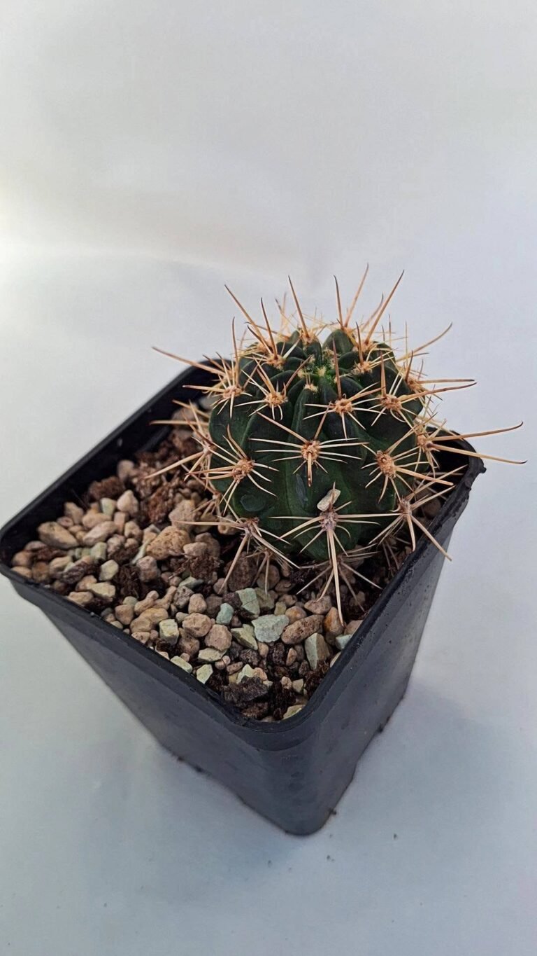Lobivia jajoiana f rosa gola verde