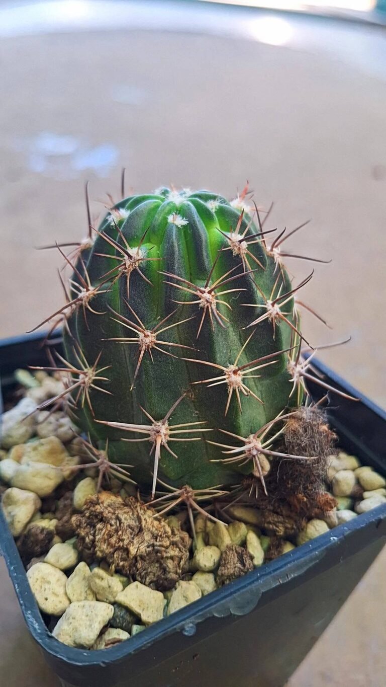 Lobivia jajoiana