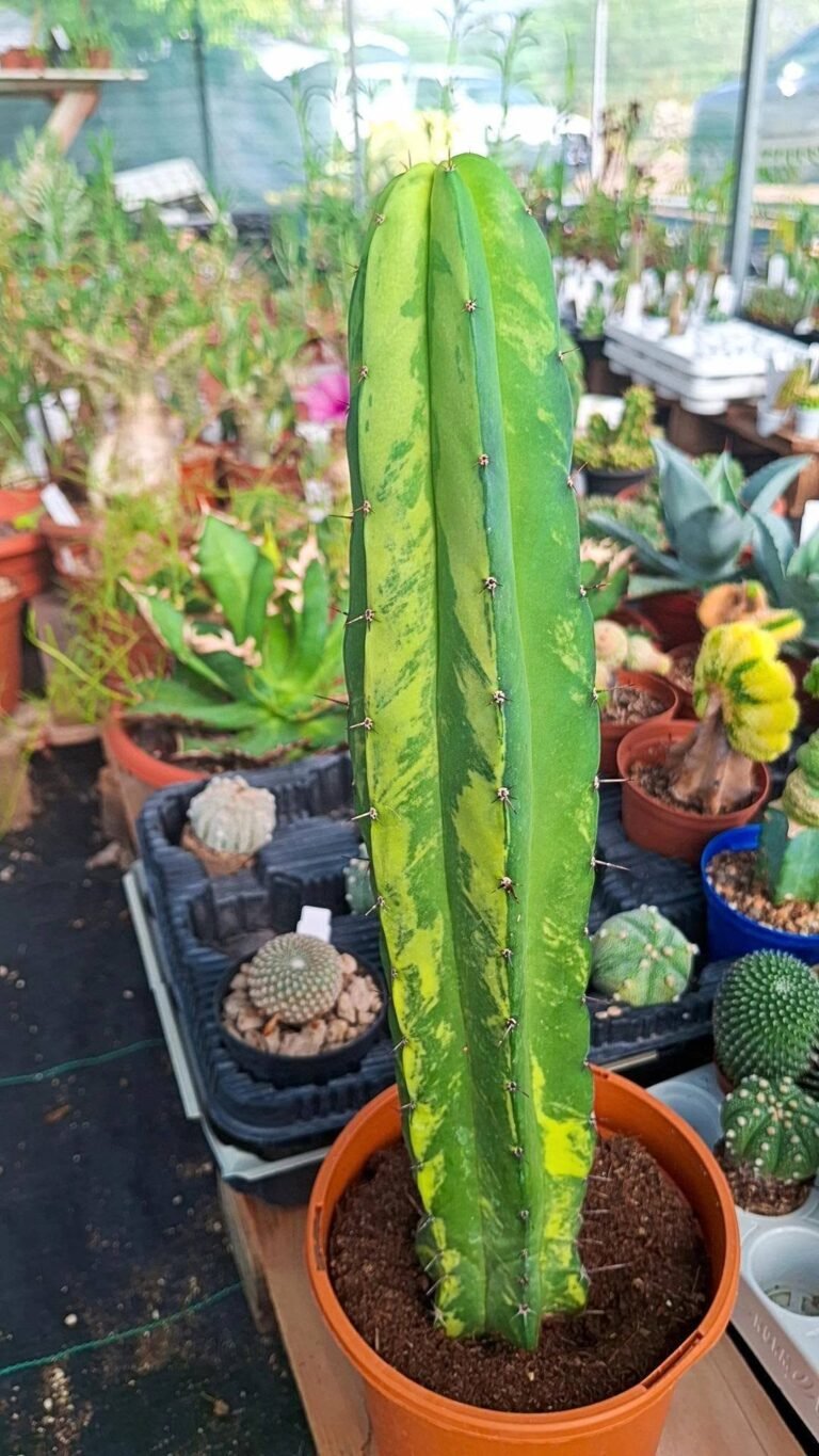 Myrtillocactus cochal Variegata