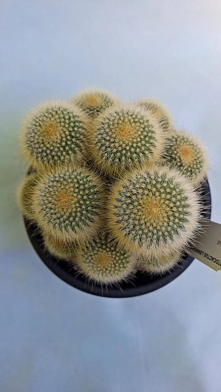 Notocactus leninghausii albispina accestiti