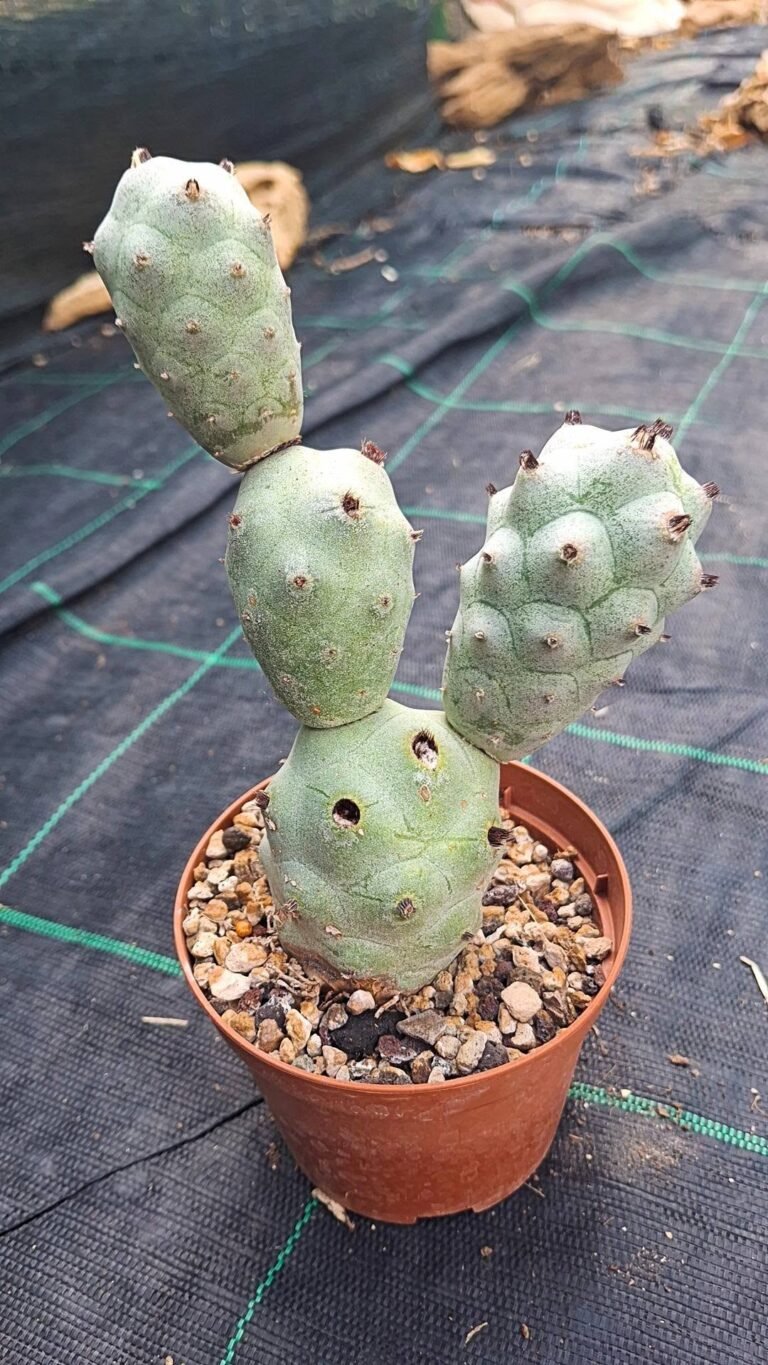 Tephrocactus Argenteus (Calvus)