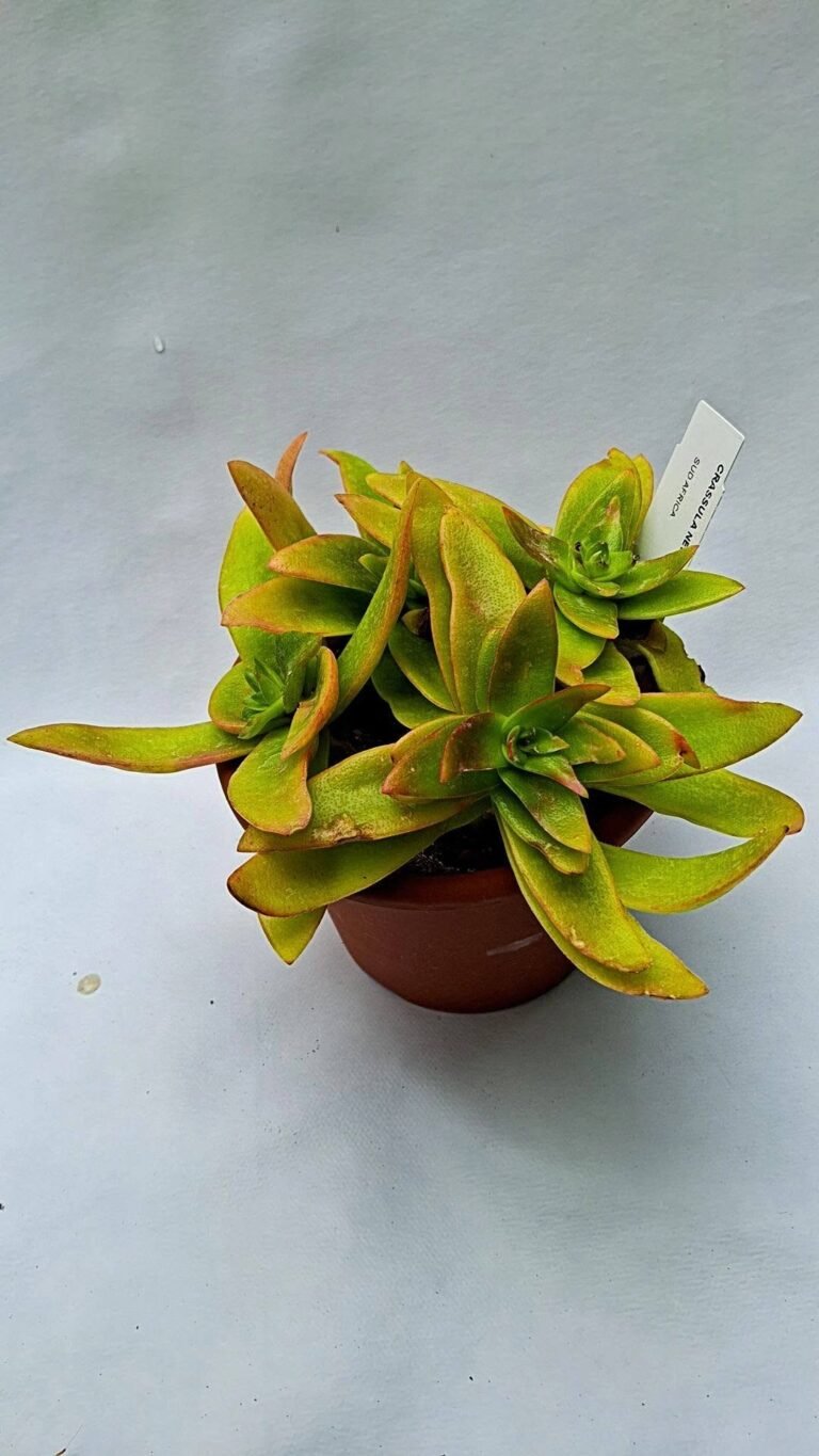 Crassula Capitella CampFire