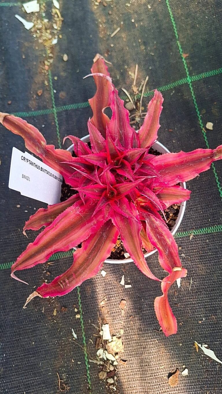 Cryptanthus ruby star