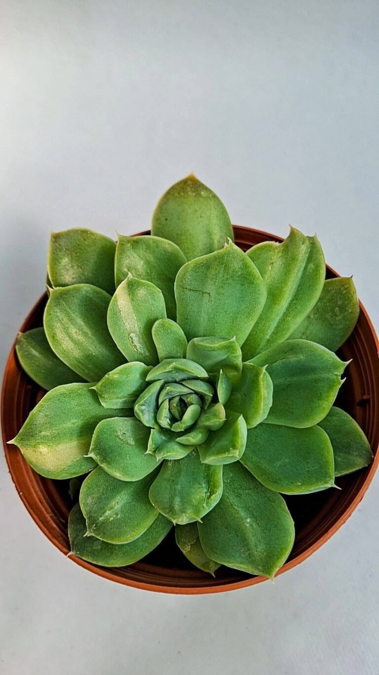 Echeveria hyalina hybrid x lauii variegata