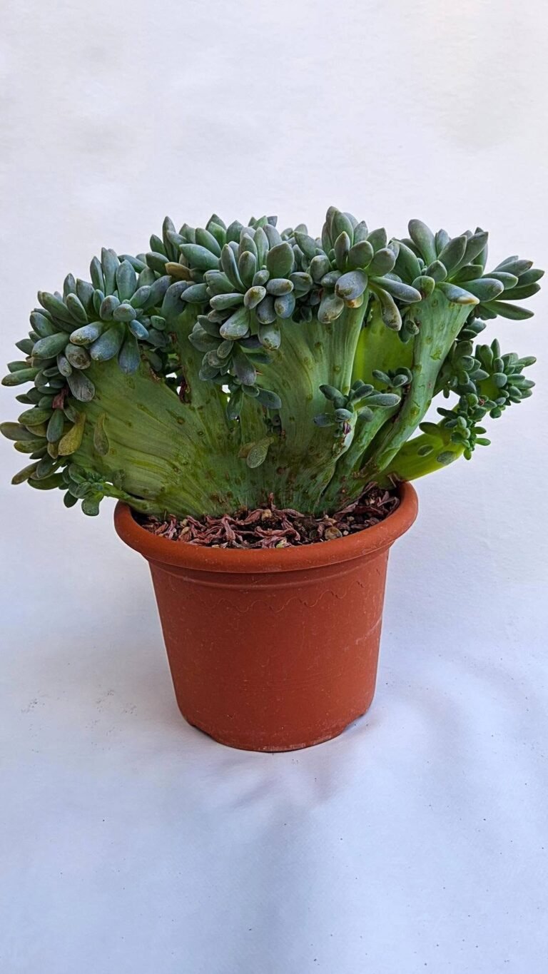 Pachyveria Clavifolia Crestata
