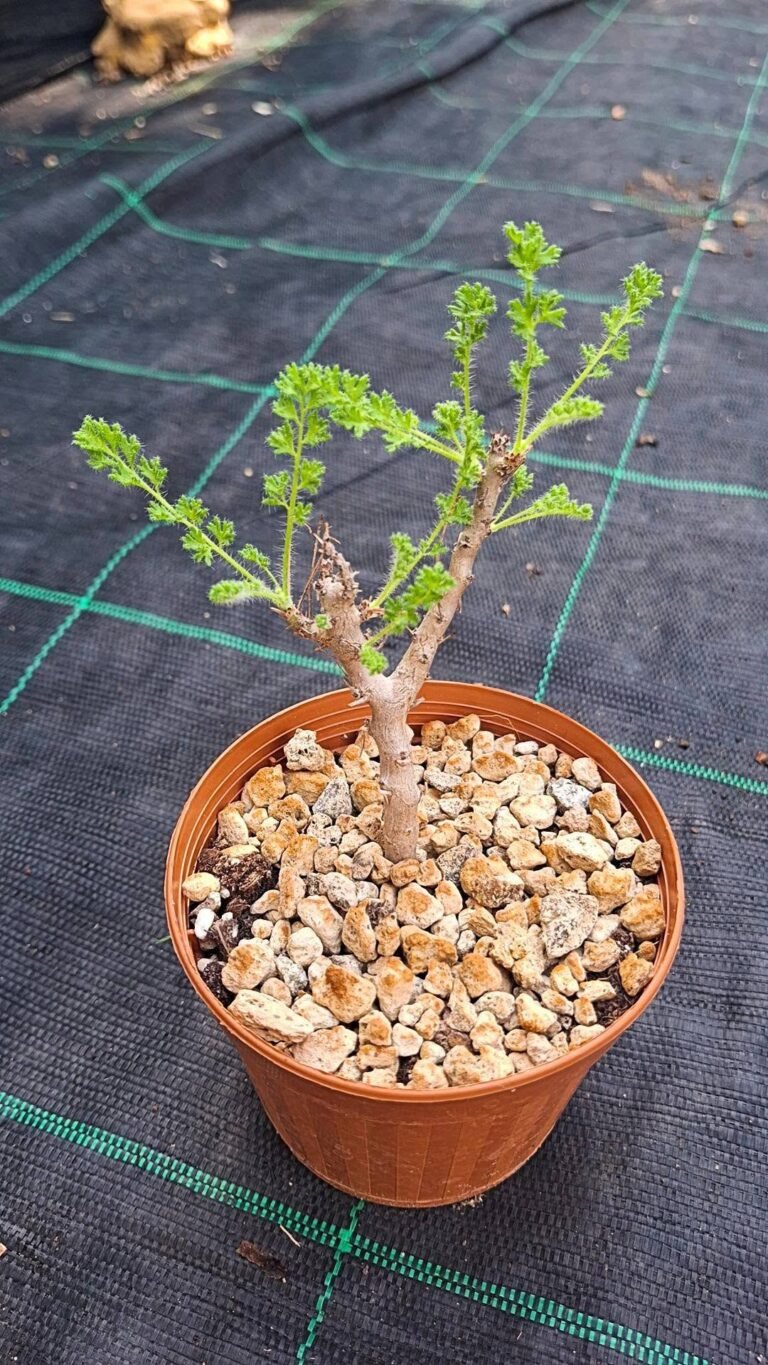 Pelargonium Alternans