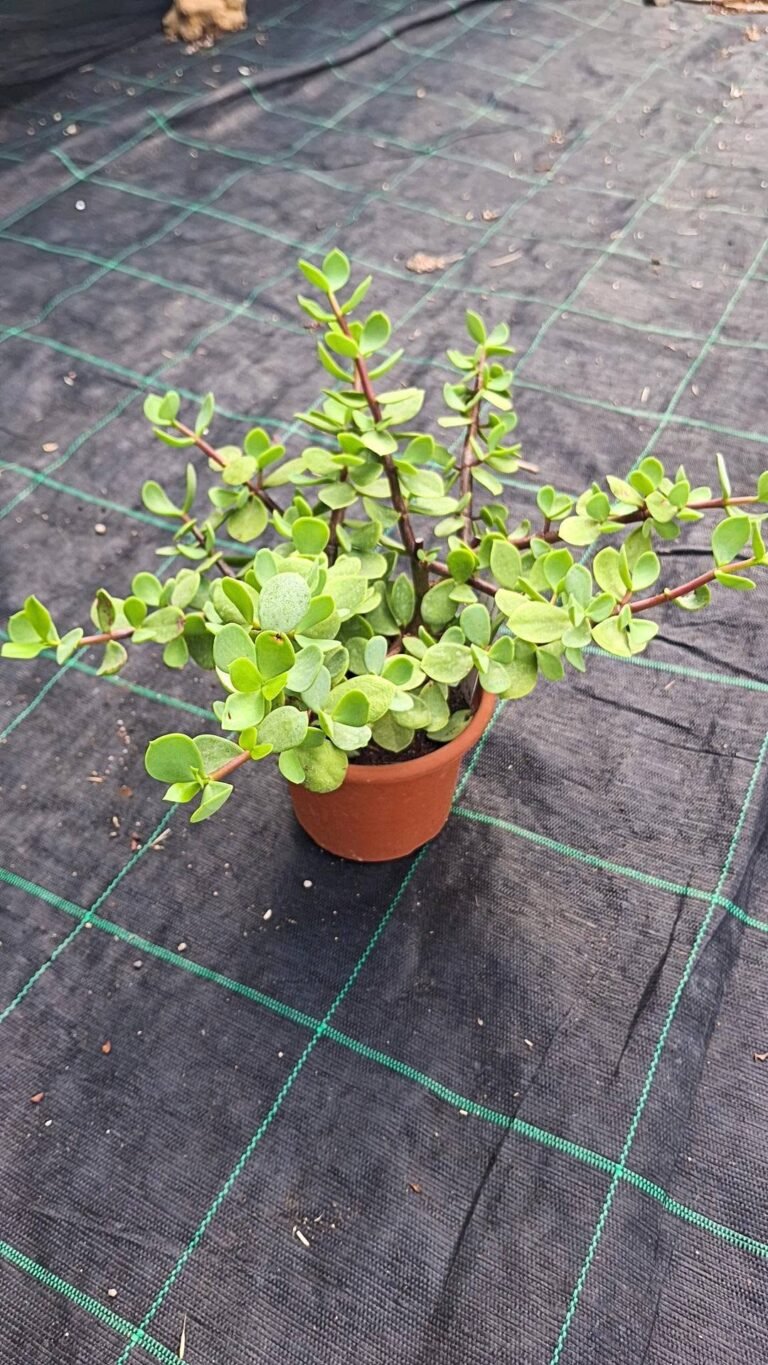 Portulacaria Afra