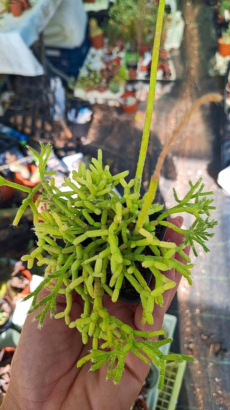 Rhipsalis Cereuscula