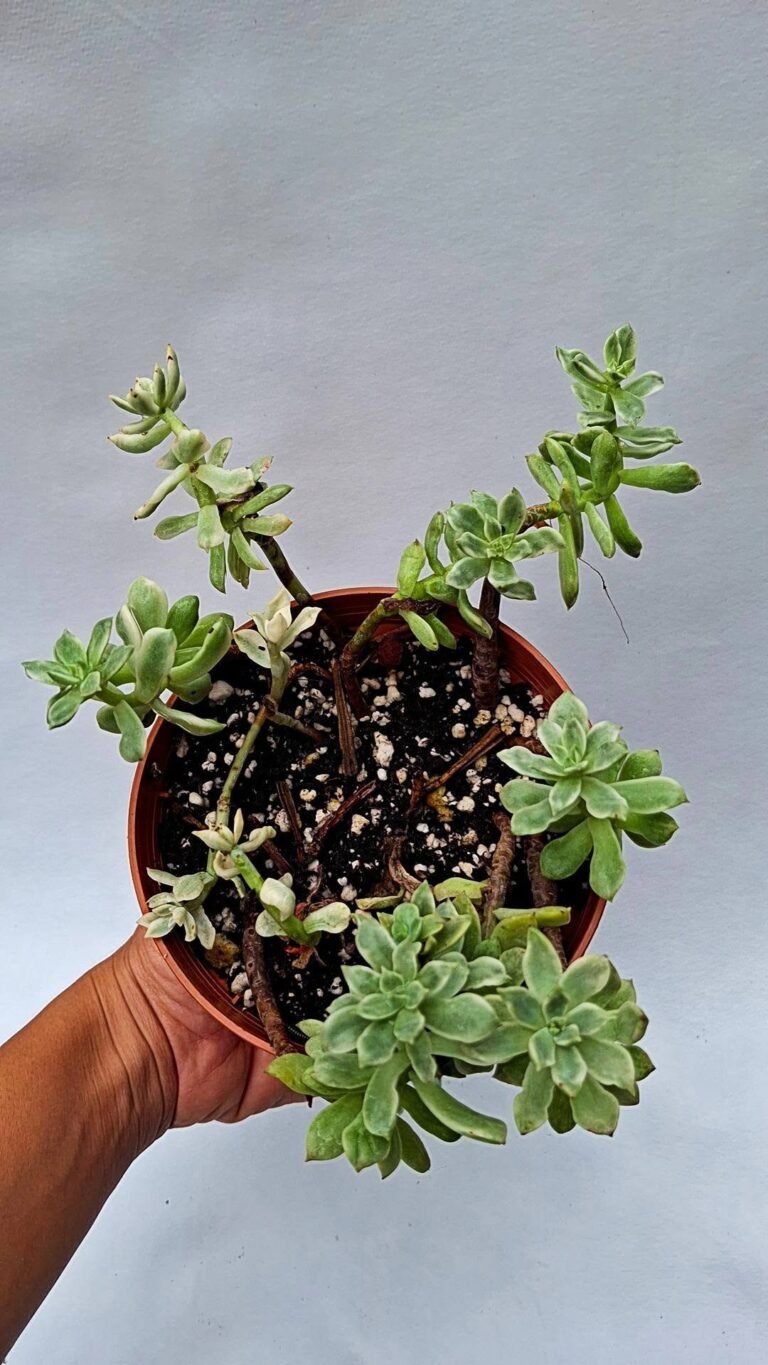 Sedeveria Markus Variegata