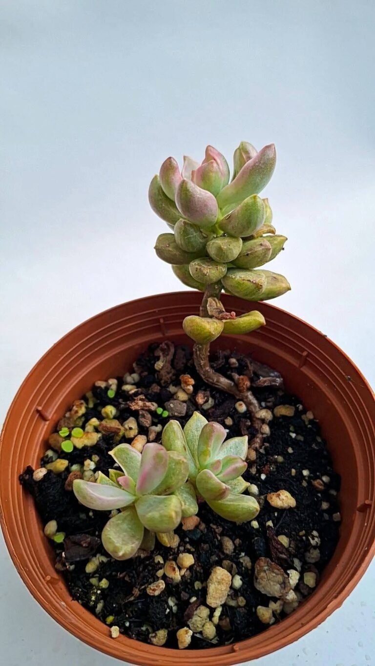 graptosedum bronze Variegato korean