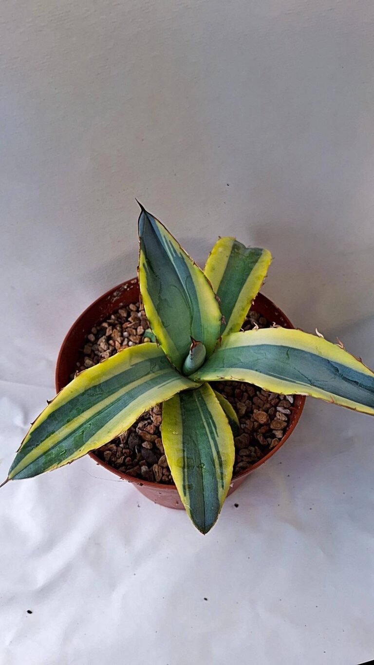 Agave titanota tropical ice variegata