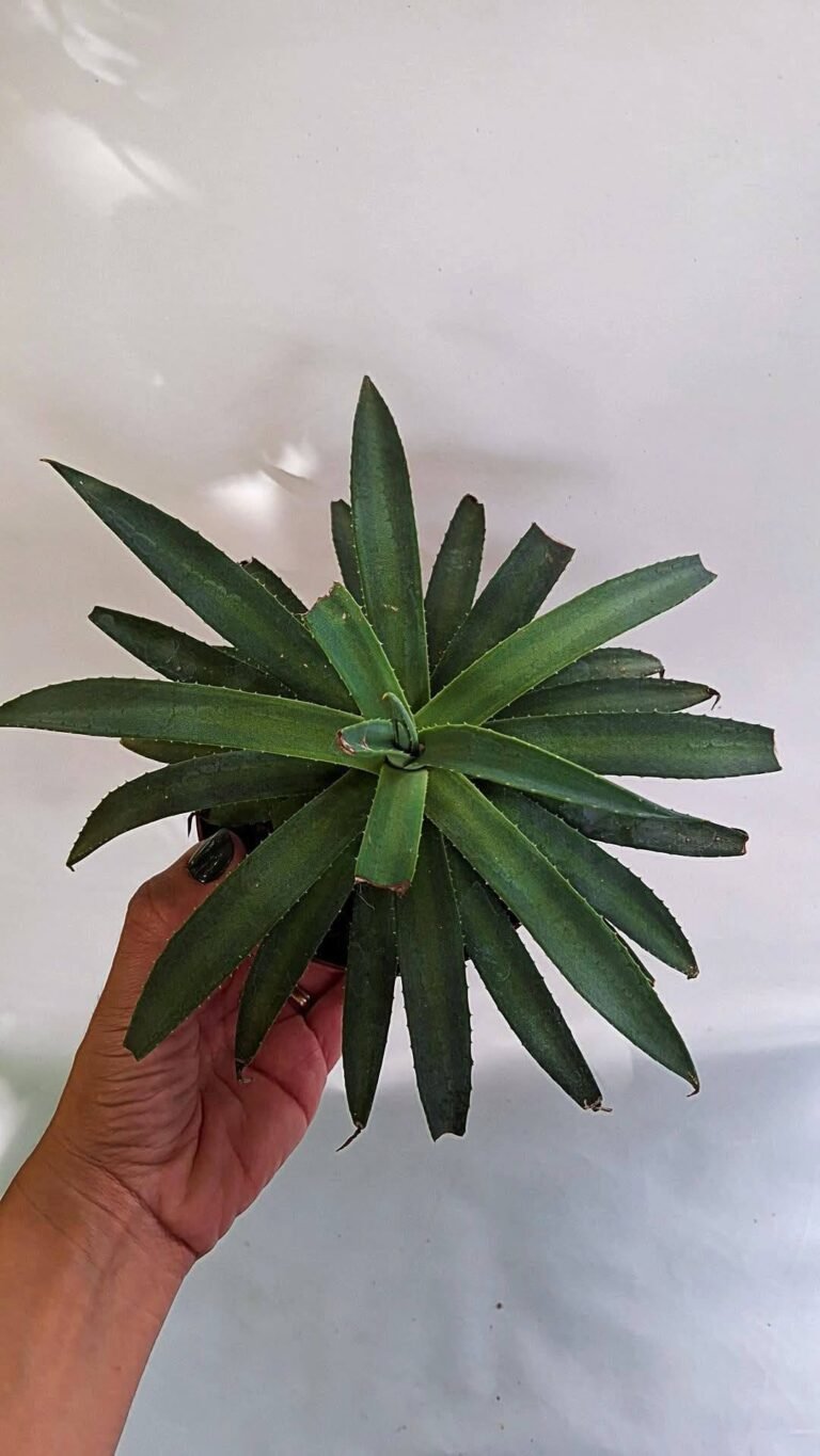 Mangave CV frosted elegance