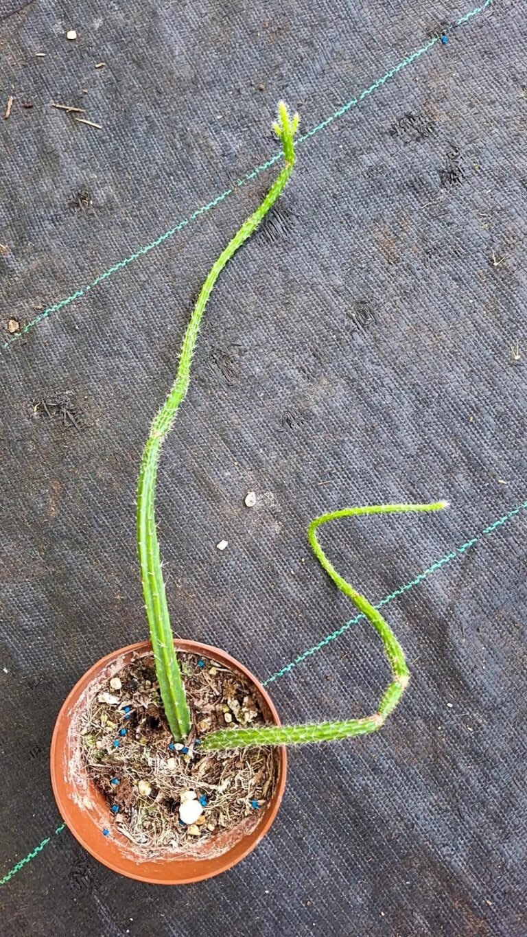 Aporophyllum hybrid concinna