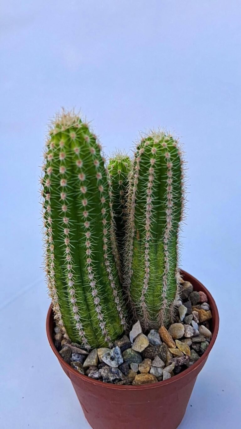 Chamaecereus Hybrid ariyonne variegati