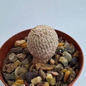 Turbinicarpus valdezianus v. Albiflorus