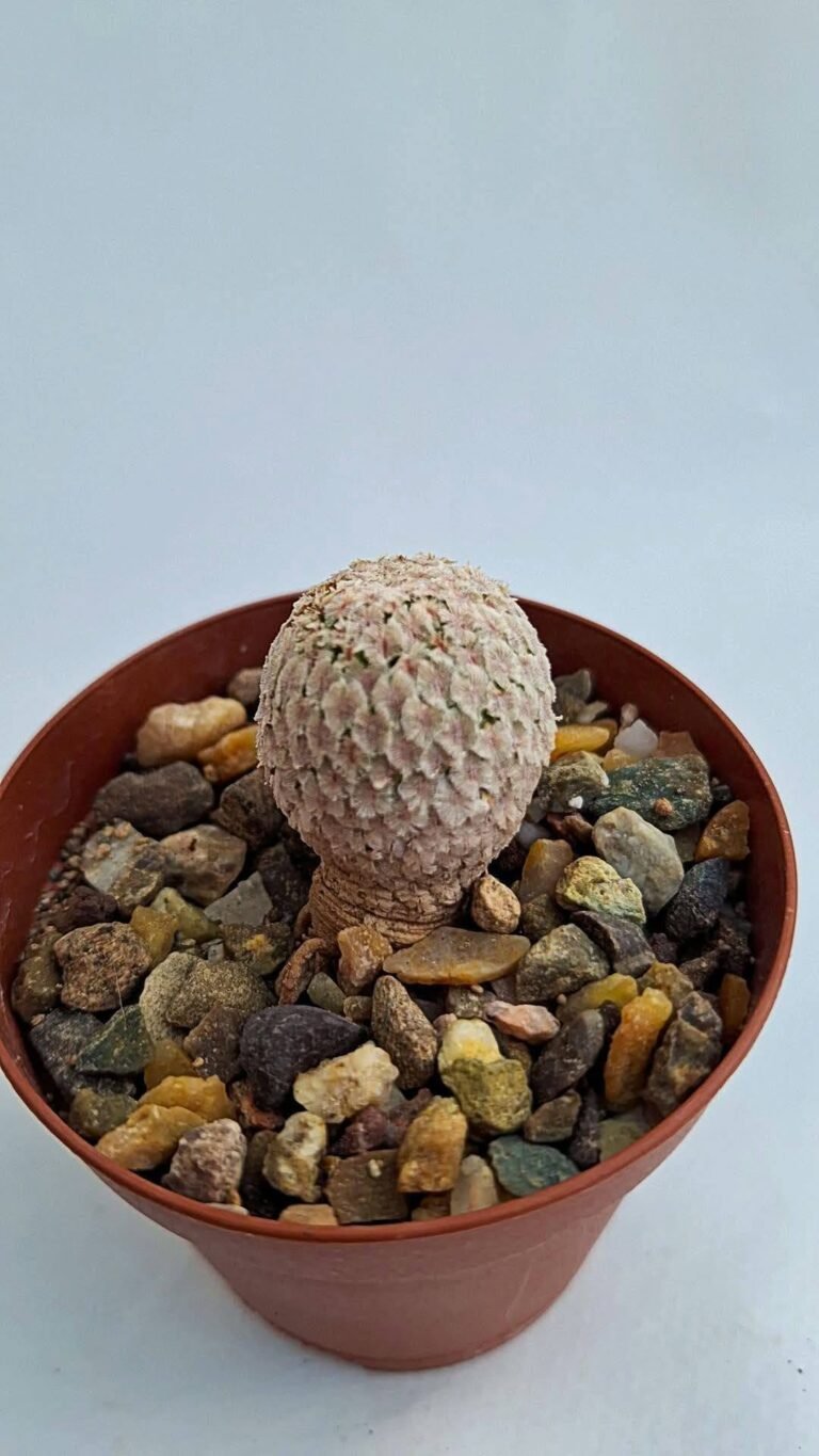 Turbinicarpus valdezianus v. Albiflorus