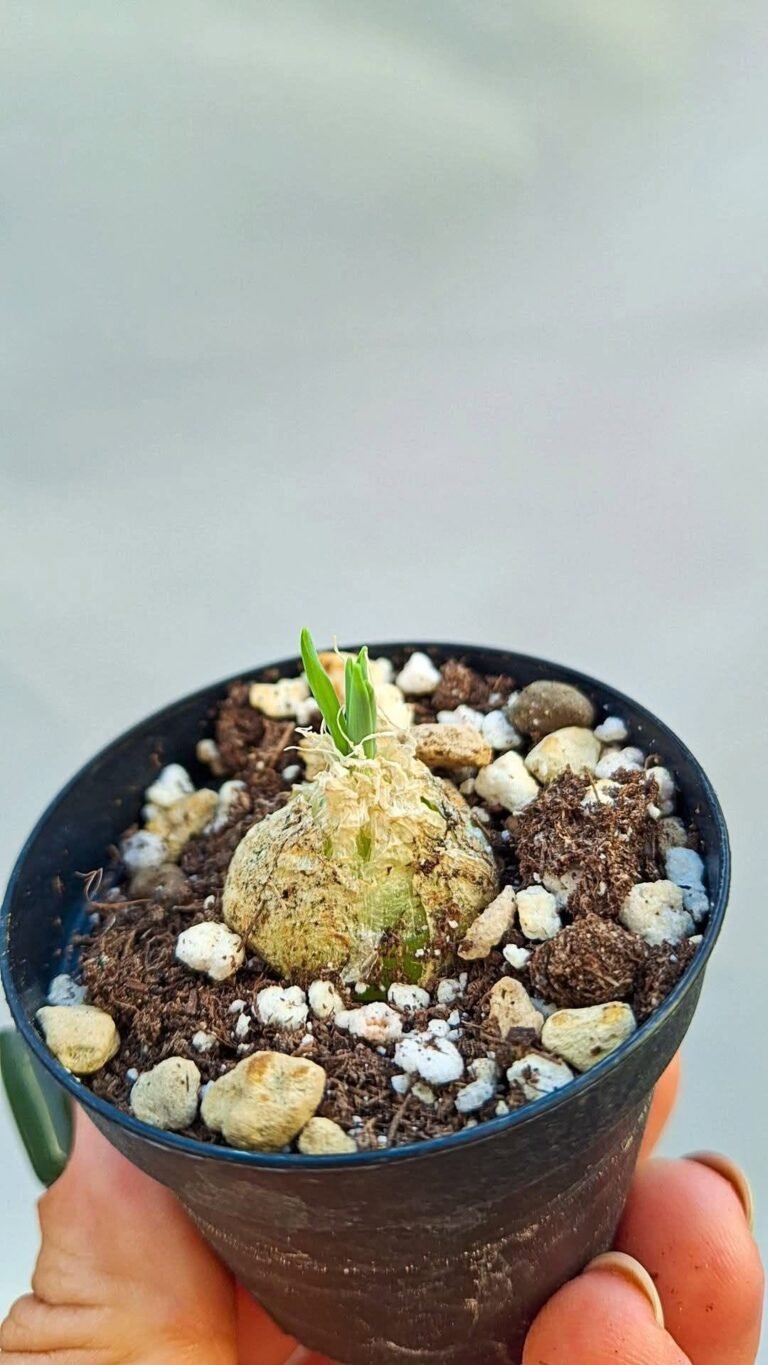 Albuca sp nov. Sud africa