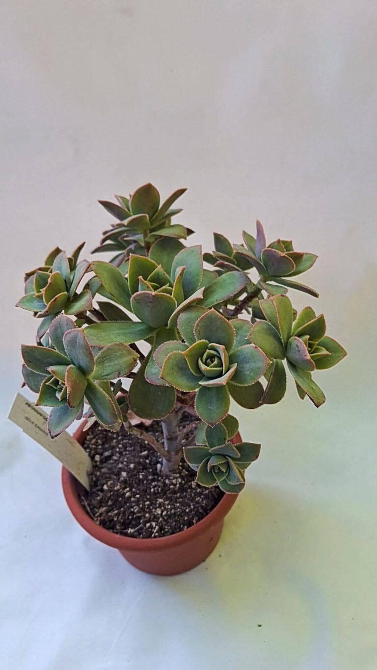 Aeonium decorum