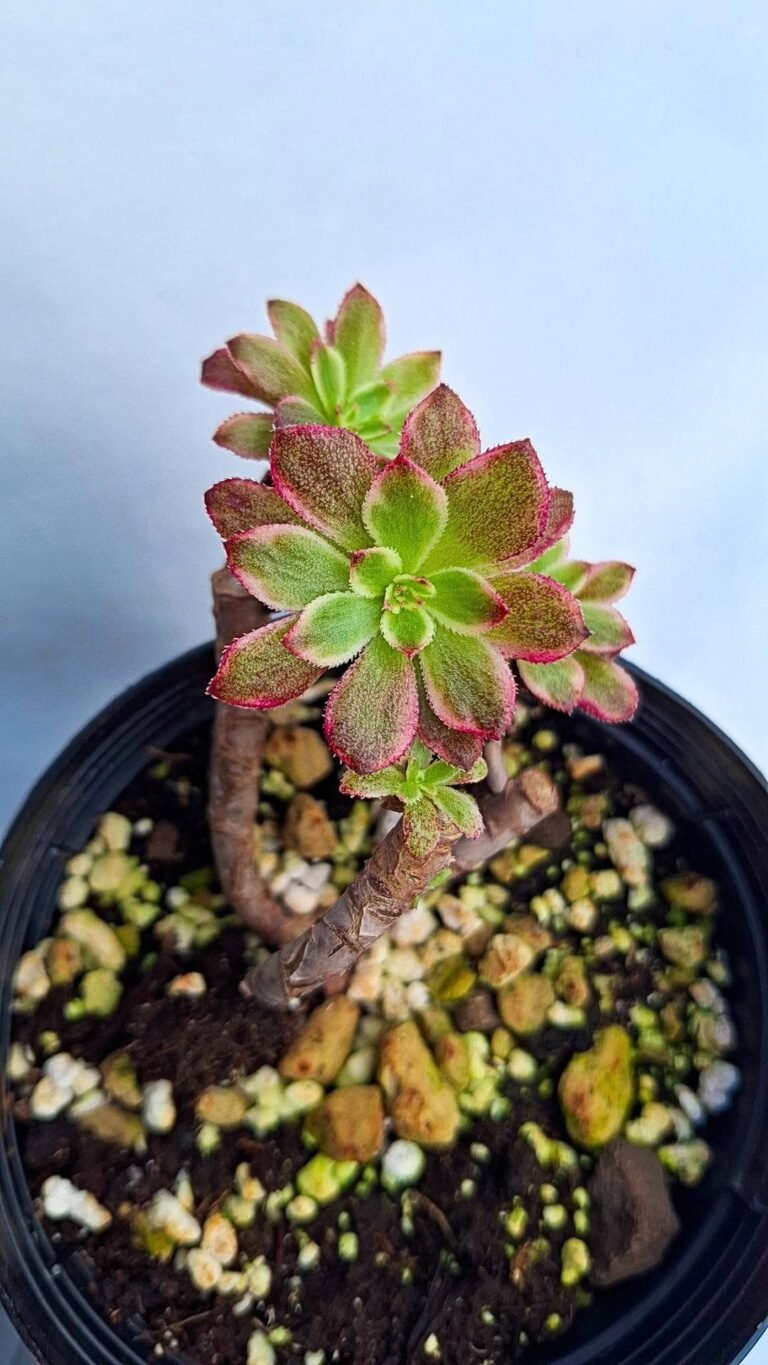 Aeonium wedding dress cluster korean