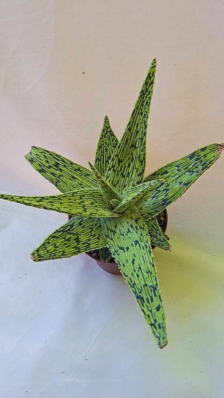Aloe Christmas carol fabio