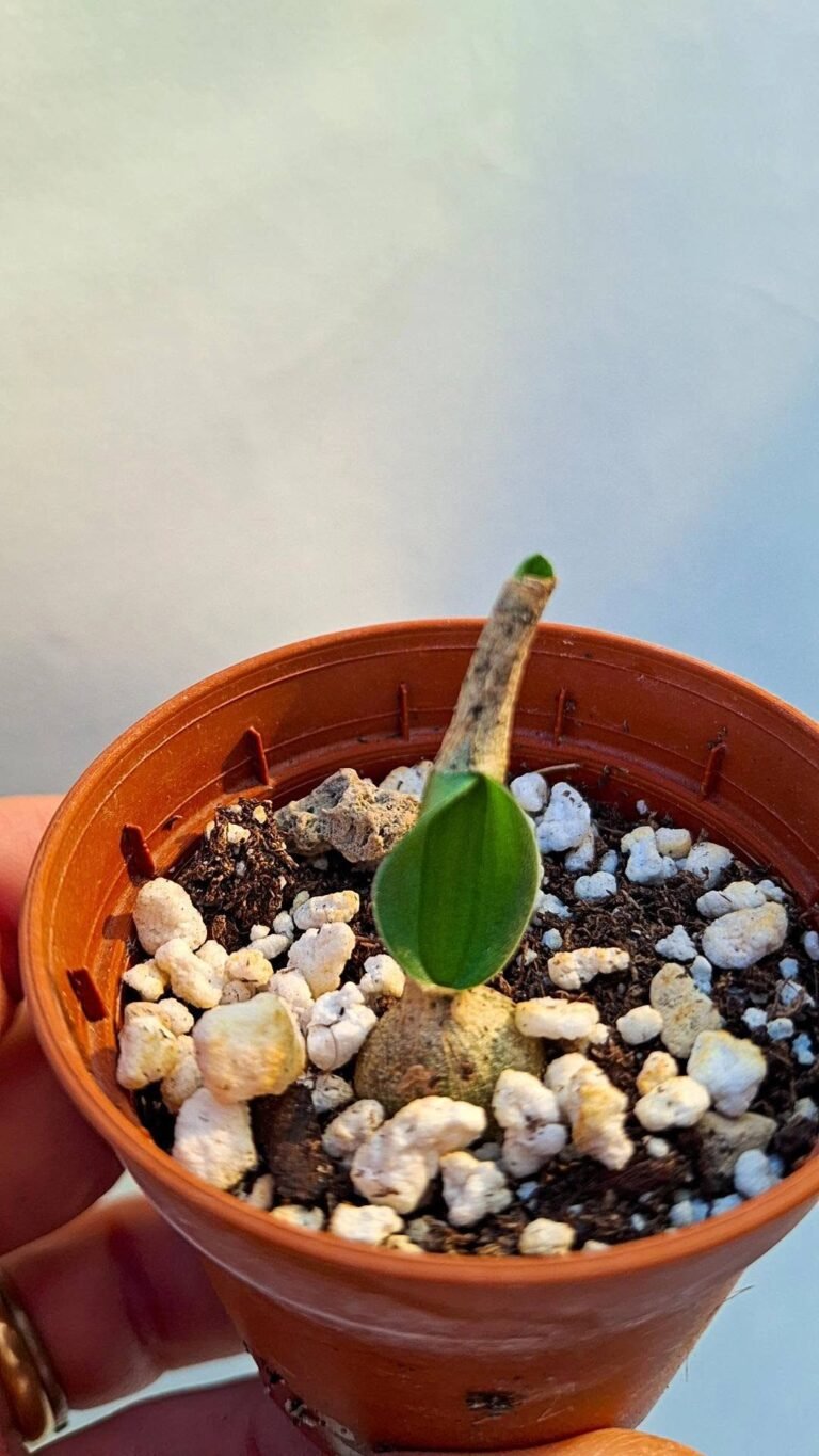 Drimia platyphilla “caledon”