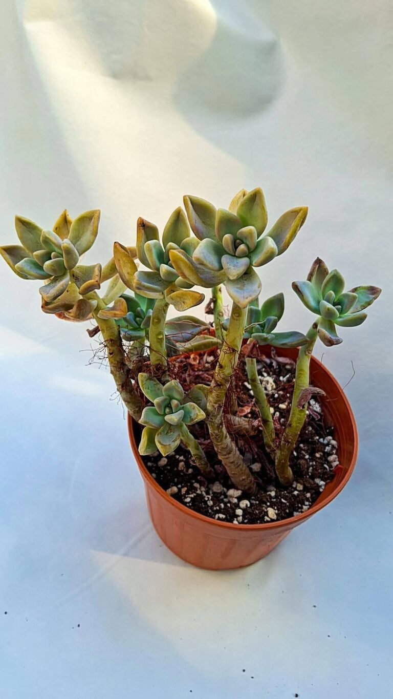 Graptopetalum Victor Kane korean