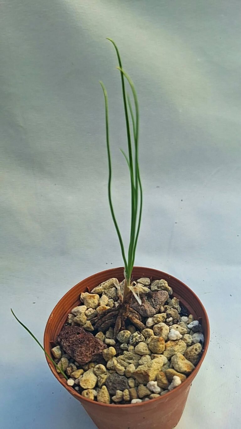 Trachyandra bulbinifolia